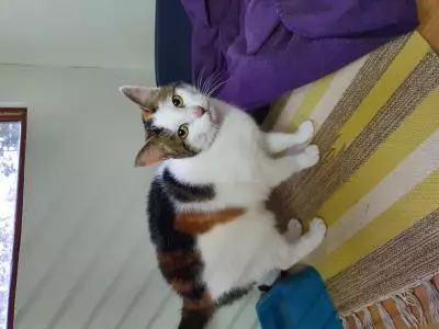 Chatte à adopter